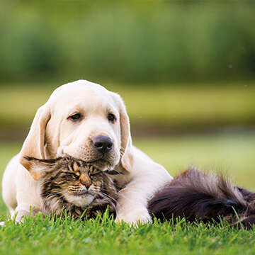 Hund mit Katze 360x360